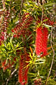 CALLISTEMON CITRINUS