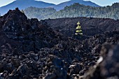 PINUS CANARIENSIS PINE TREE GROWING IN THE MIDDLE OF THE MOST RECENT ERUPTION IN CHINYERO, TENERIFE. ERUPTED NOVEMBER 1909