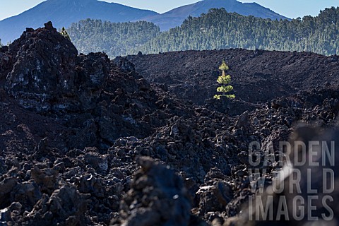 PINUS_CANARIENSIS_PINE_TREE_GROWING_IN_THE_MIDDLE_OF_THE_MOST_RECENT_ERUPTION_IN_CHINYERO_TENERIFE_E