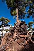 PINUS CANARIENSIS GROWING THROUGH ROCK