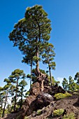 PINUS CANARIENSIS GROWING THROUGH ROCK