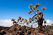 PINUS CANARIENSIS GROWING THROUGH ROCK