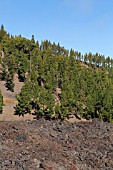 FOREST OF PINUS CANARIENSIS, CANARIAN PINE TREES ON HILLSIDE NEXT TO LAVA FLOW, CHINYERO, TENERIFE