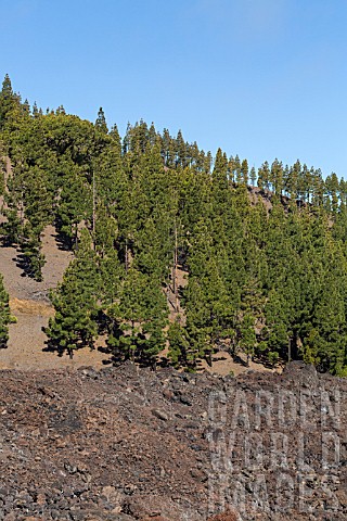 FOREST_OF_PINUS_CANARIENSIS_CANARIAN_PINE_TREES_ON_HILLSIDE_NEXT_TO_LAVA_FLOW_CHINYERO_TENERIFE