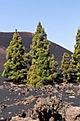 PINUS CANARIENSIS, CANARIAN PINE TREES GROWING NEXT TO CHINYERO MOUNTAIN, SCENE OF THE MOST RECENT ERUPTION ON TENERIFE IN 1909
