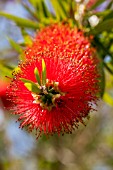 CALLISTEMON CITRINUS