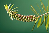 CALLISTEMON CITRINUS