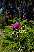 SILYBUM MARIANUM