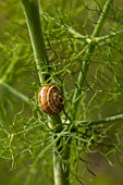 SNAIL ON STEM OF FERULA COMMUNIS