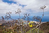 SONCHUS CANARIENSIS FLOWER AND SEED HEADS, ON ROQUE DEL CONDE