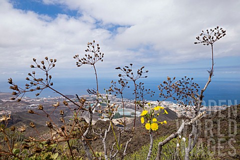 SONCHUS_CANARIENSIS_FLOWER_AND_SEED_HEADS_ON_ROQUE_DEL_CONDE