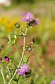 CARLINA MACROCEPHALA