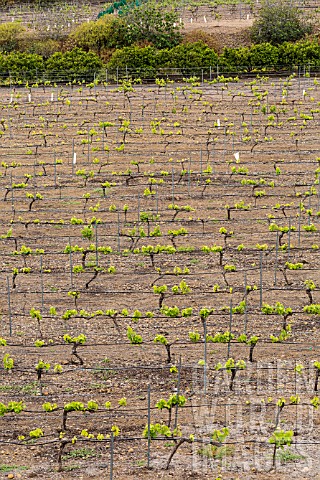 VINEYARD_WITH_FRESH_GROWTH_ON_OLD_VINES_TENERIFE