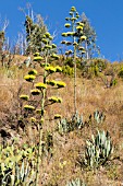 FLOWERING AGAVE AMERICANA