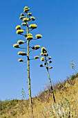 FLOWERING AGAVE AMERICANA