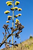 FLOWERING AGAVE AMERICANA