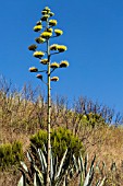 FLOWERING AGAVE AMERICANA