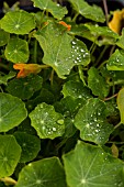 RAINDROPS ON TROPAEOLUM