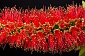 CALLISTEMON CITRINUS