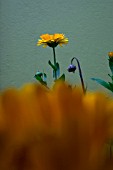 CALENDULA OFFICINALIS