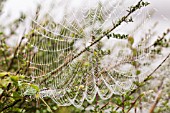 RAINDROPS ON A SPIDER WEB