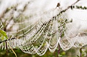 RAINDROPS ON A SPIDER WEB