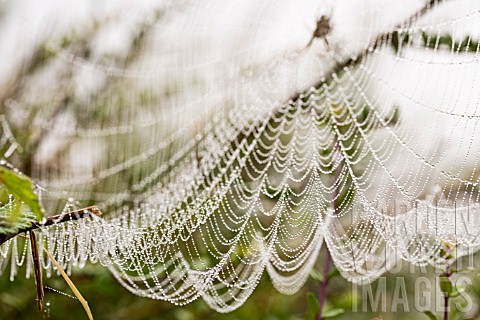 RAINDROPS_ON_A_SPIDER_WEB