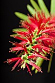 CALLISTEMON CITRINUS