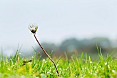 RAINDROPS ON DANDELION SEED HEAD