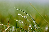 RAINDROPS ON GRASS