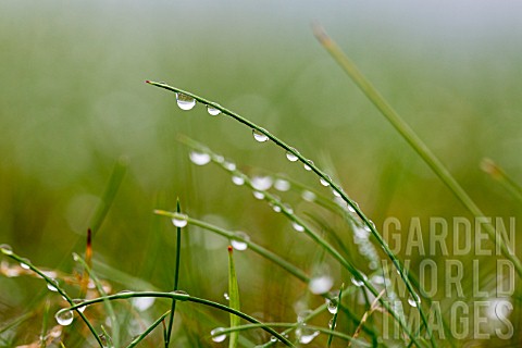 RAINDROPS_ON_GRASS
