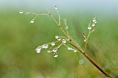 RAINDROPS ON STALK