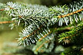 PICEA PUNGENS