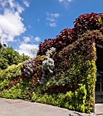 VERTICAL GARDEN ON THE SIDE OF A BUILDING IN PLAZA ESPANA, SANTA CRUZ, TENERIFE