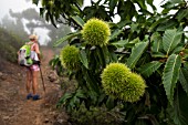 CASTANEA SATIVA ON WALKING ROUTE IN TENERIFE