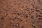 PINE CONES AND NEEDLES ON THE FOREST FLOOR, TENERIFE