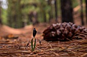 PINUS CANAIENSIS SEEDLING JUST SPROUTED AFTER A RAIN SHOWER