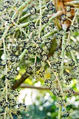 TETRAPANAX PAPYRIFER