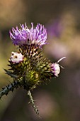 CIRSIUM CRETICUM