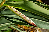 ALPINIA, GINGER, FLOWER BUD ABOUT TO OPEN, TENERIFE