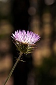 CIRSIUM CRETICUM