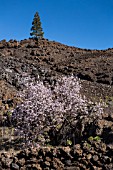 PRUNUS DULCIS, ALMOND TREES IN FLOWER SURROUNDED BY AEONIUM ON THE VOLCANIC ROCKY GROUND, TENERIFE