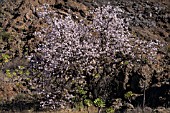 PRUNUS DULCIS, ALMOND TREES IN FLOWER SURROUNDED BY AEONIUM ON THE VOLCANIC ROCKY GROUND, TENERIFE