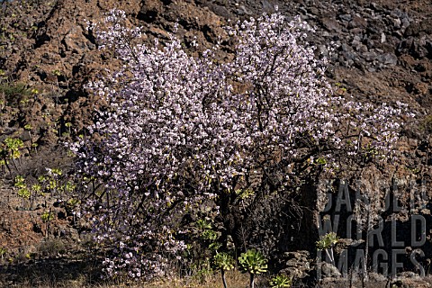 PRUNUS_DULCIS_ALMOND_TREES_IN_FLOWER_SURROUNDED_BY_AEONIUM_ON_THE_VOLCANIC_ROCKY_GROUND_TENERIFE