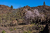PRUNUS DULCIS, ALMOND TREES IN FLOWER SURROUNDED BY AEONIUM ON THE VOLCANIC ROCKY GROUND, TENERIFE