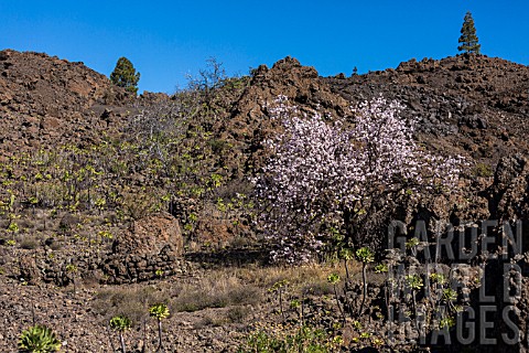 PRUNUS_DULCIS_ALMOND_TREES_IN_FLOWER_SURROUNDED_BY_AEONIUM_ON_THE_VOLCANIC_ROCKY_GROUND_TENERIFE