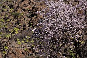 PRUNUS DULCIS, ALMOND TREES ON A TERRACED HILLSIDE