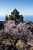 PRUNUS DULCIS, ALMOND TREES ON A TERRACED HILLSIDE