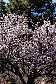 PRUNUS DULCIS, ALMOND TREES ON A TERRACED HILLSIDE