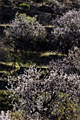 PRUNUS DULCIS, ALMOND TREES ON A TERRACED HILLSIDE